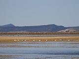 E Lower Klamath NWR 005